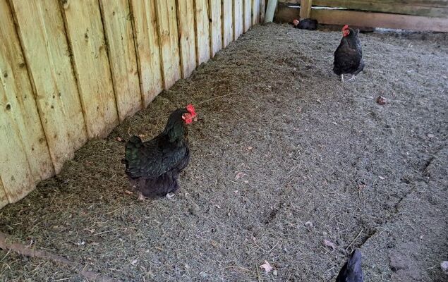 Rossbrand - Photo 15