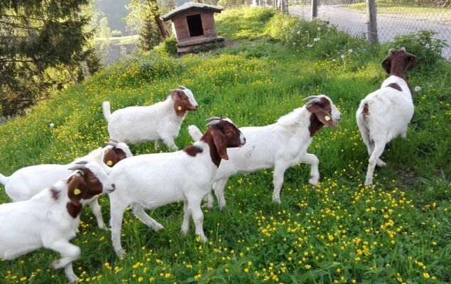 Rossbrand - Photo 25